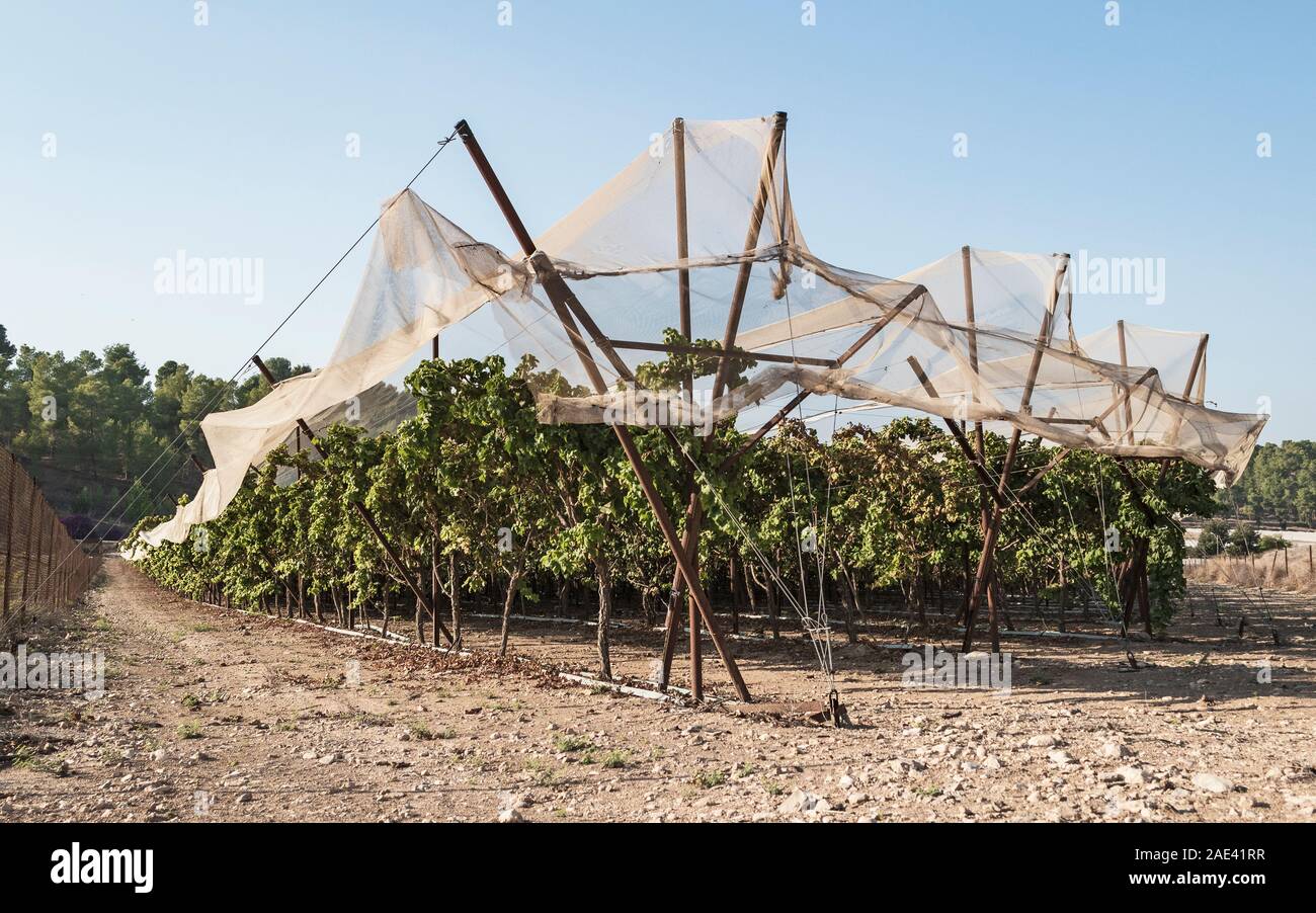 Reihen der Weinreben auf tropfbewässerung Linien mit High-tech-schützende Stoff bezogen auf einem Weingut in lakhish in Israel mit einem klaren blauen Himmel in der Stockfoto