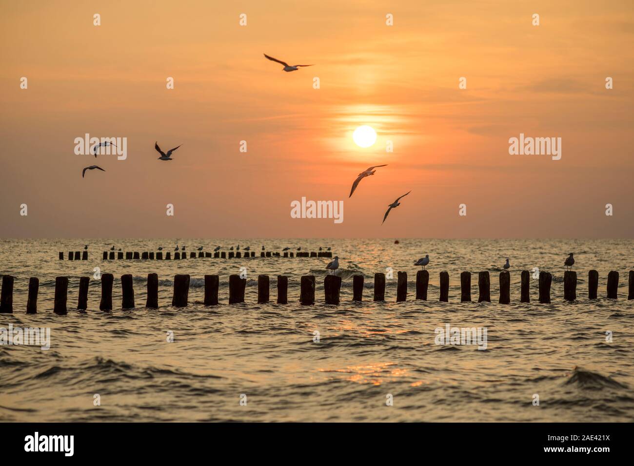 Möwen fliegen über die Brandung vor der Küste von Mielno, Polen 2019. Stockfoto