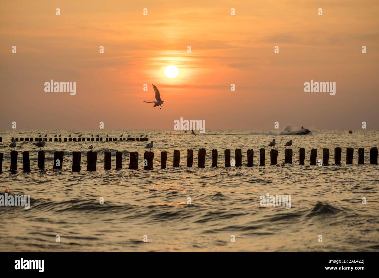 Möwen fliegen über die Brandung vor der Küste von Mielno, Polen 2019. Stockfoto