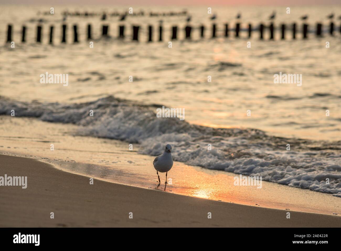 Eine Möwe Spaziergänge über den Strand an der Küste der Ostsee in Mielno in Polen 2019. Stockfoto
