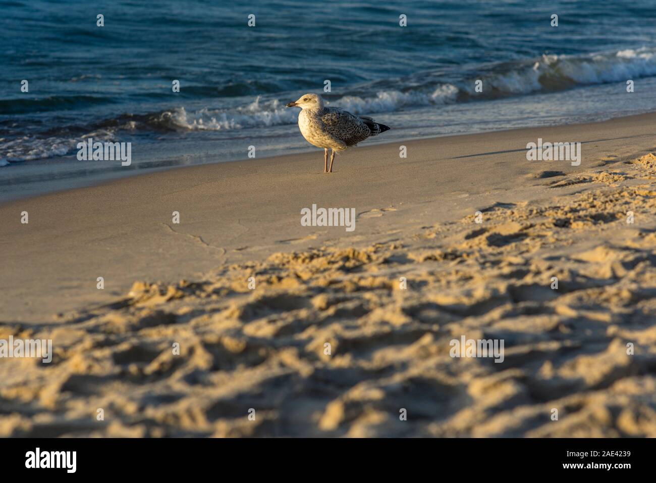 Eine Silbermöwe steht im Abendlicht am Strand von Mielno, Polen 2019. Stockfoto