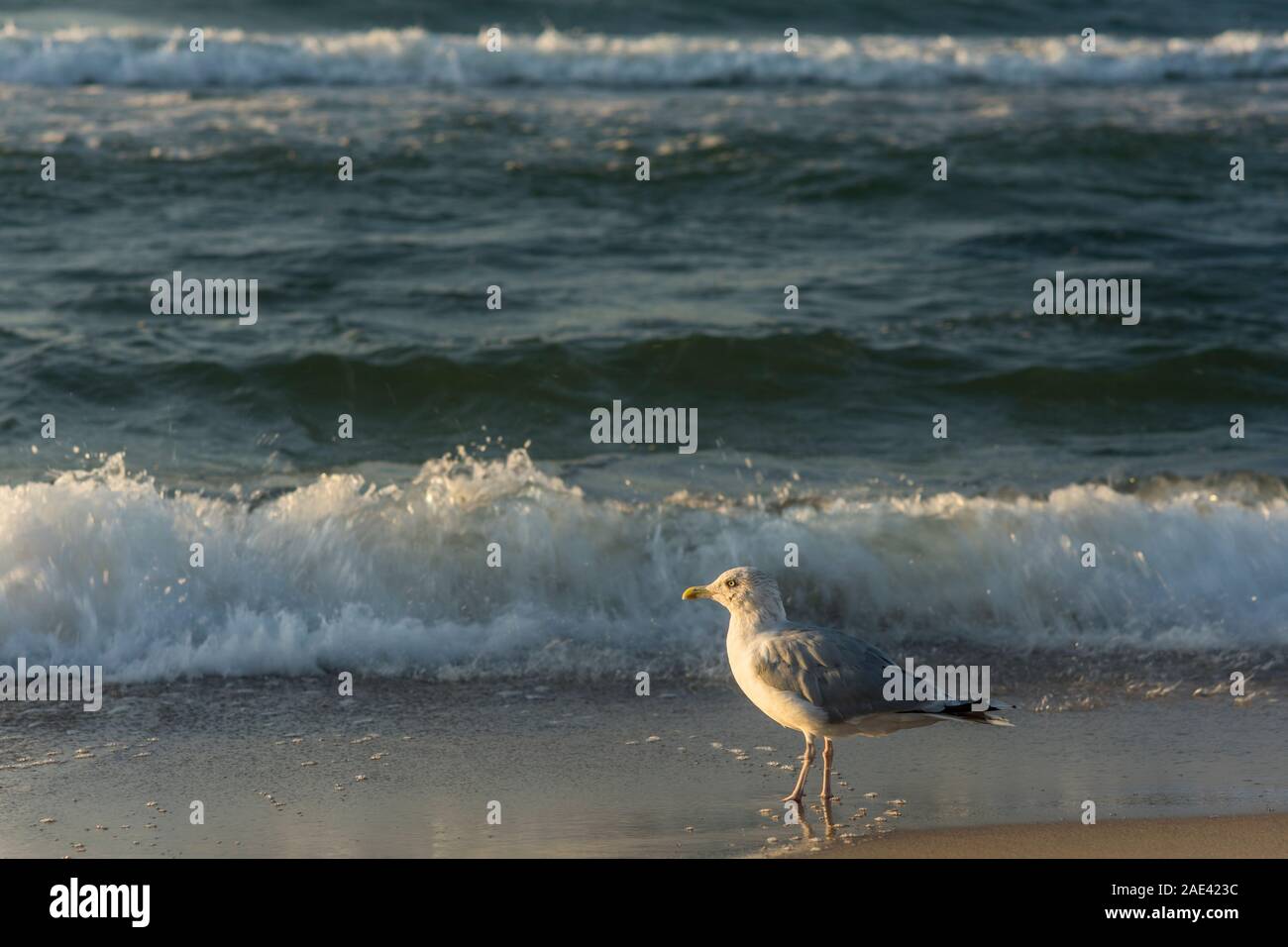 Eine Silbermöwe steht im Abendlicht am Strand von Mielno, Polen 2019. Stockfoto