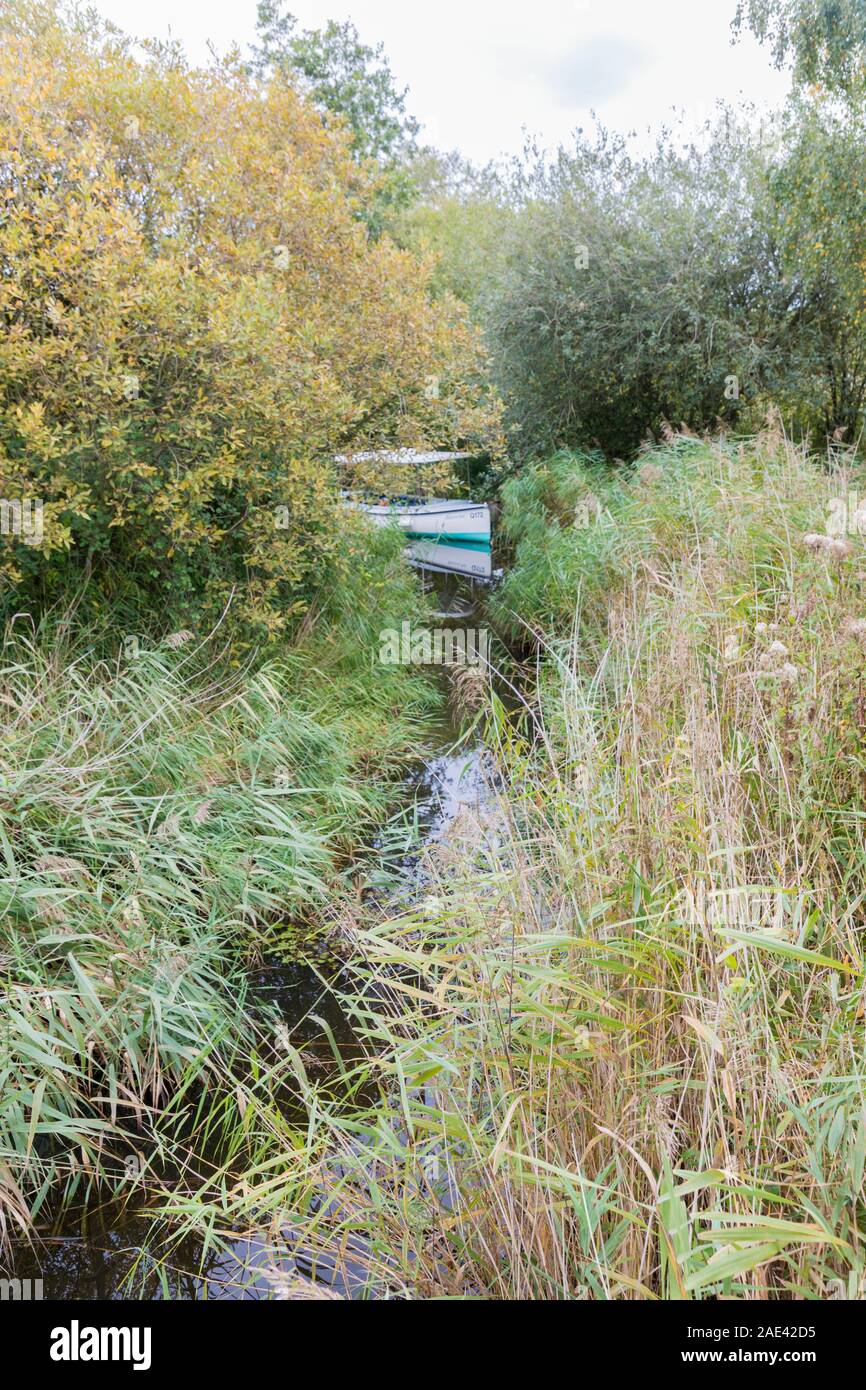 Electric Eel Boot in Reedham Marsh, wie Hill National Nature Reserve, Norfolk Broads, England, Großbritannien Stockfoto