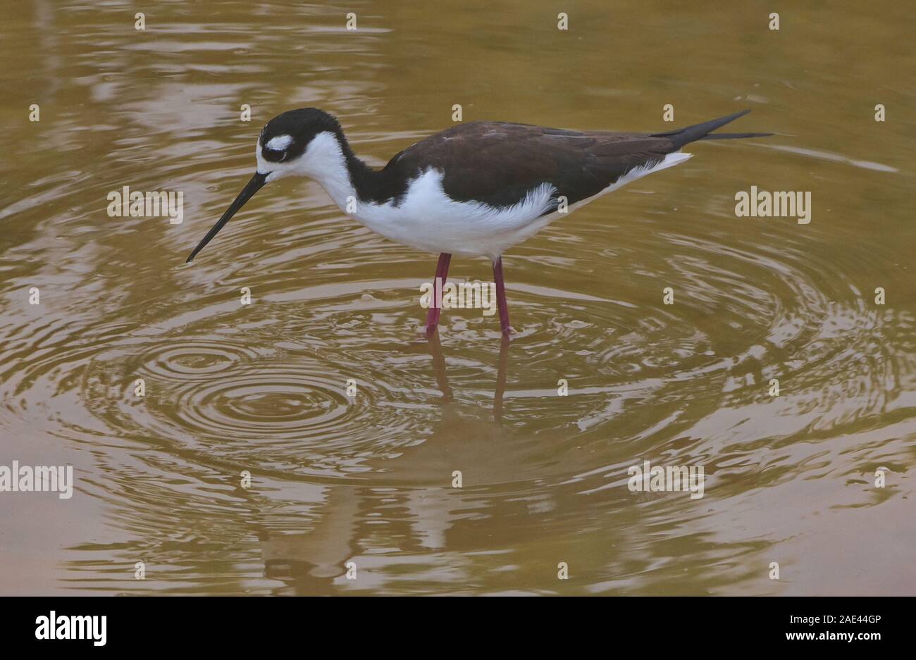 Pied Stelzenläufer (Himantopus leucocephalus), Isla Santa Cruz, Galapagos, Ecuador Stockfoto