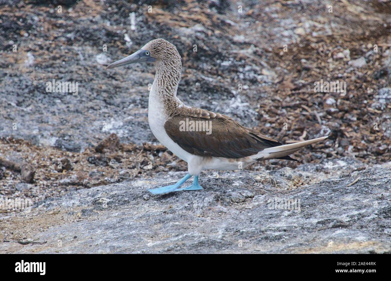 Blue-footed Booby (Sula nebouxii), Isla Seymour Norte, Galapagos, Ecuador Stockfoto