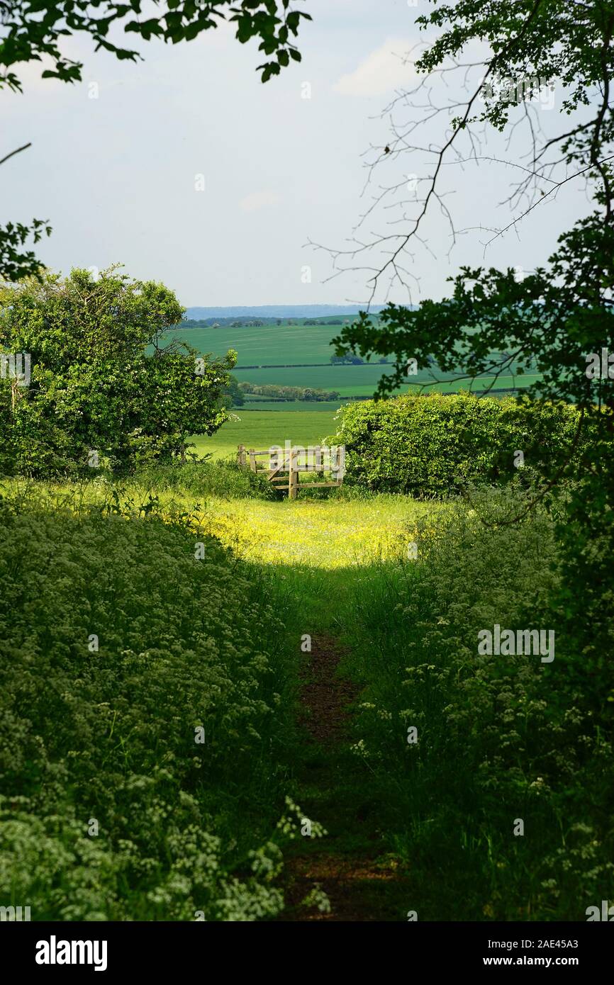Einen Pfad durch die Hertfordshire Landschaft Mitte Mai Stockfoto