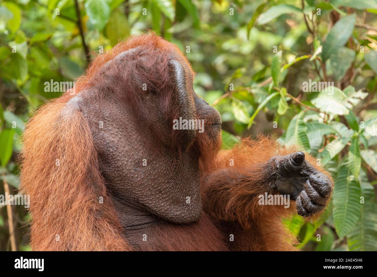 Orang-utans im Tanjung Puting Nationalpark eine geschützte Umgebung, in Kalimantan, Borneo. Stockfoto