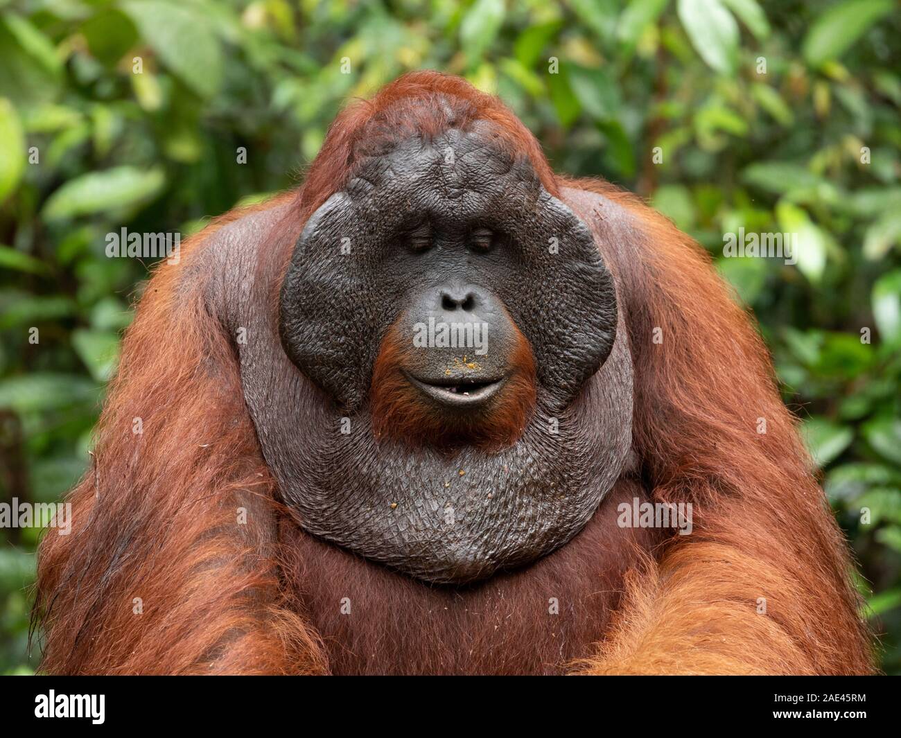 Orang-utans im Tanjung Puting Nationalpark eine geschützte Umgebung, in Kalimantan, Borneo. Stockfoto