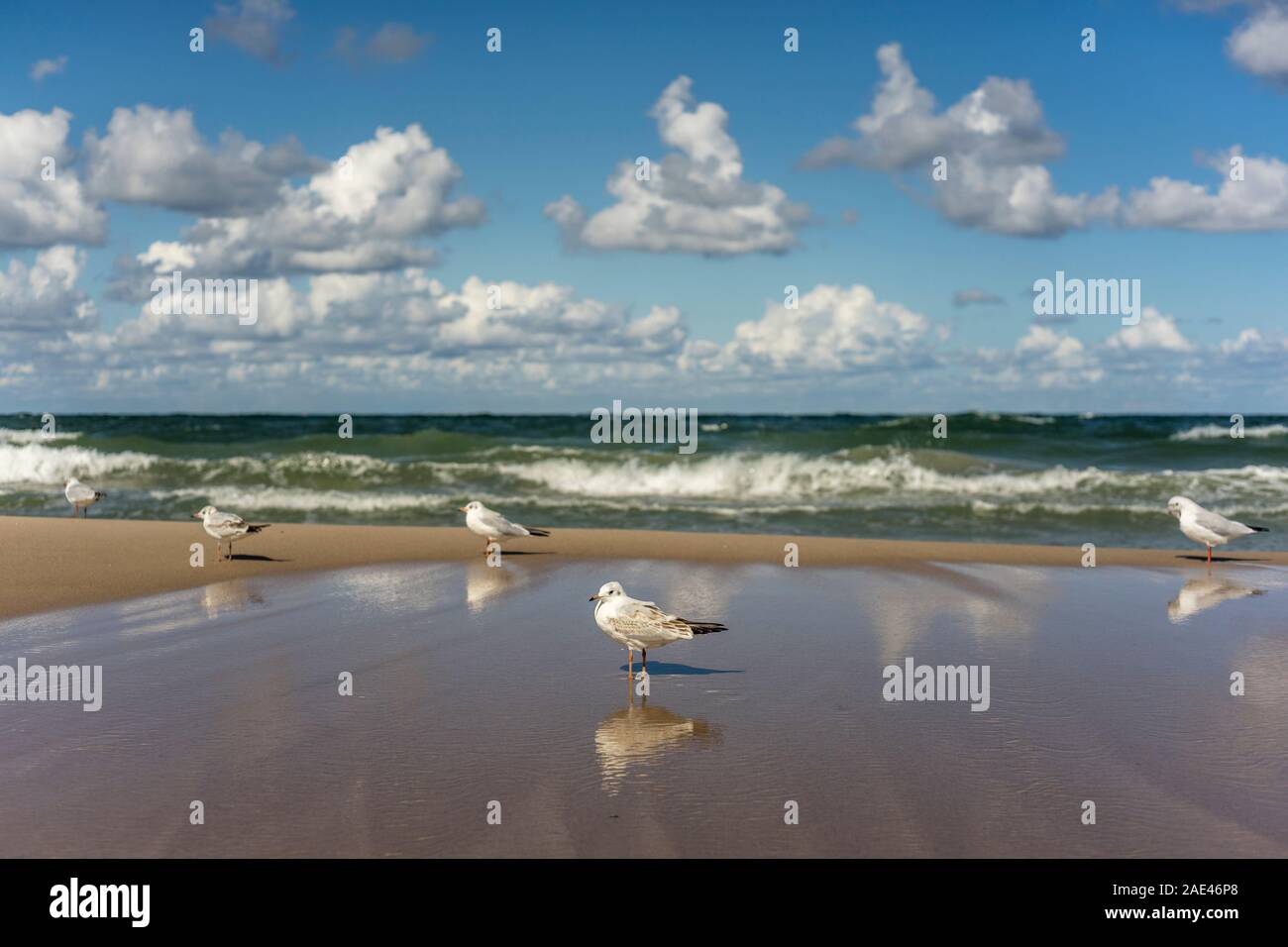 Möwen stehen auf dem Strand an der Küste von Mielno, Polen 2019. Stockfoto