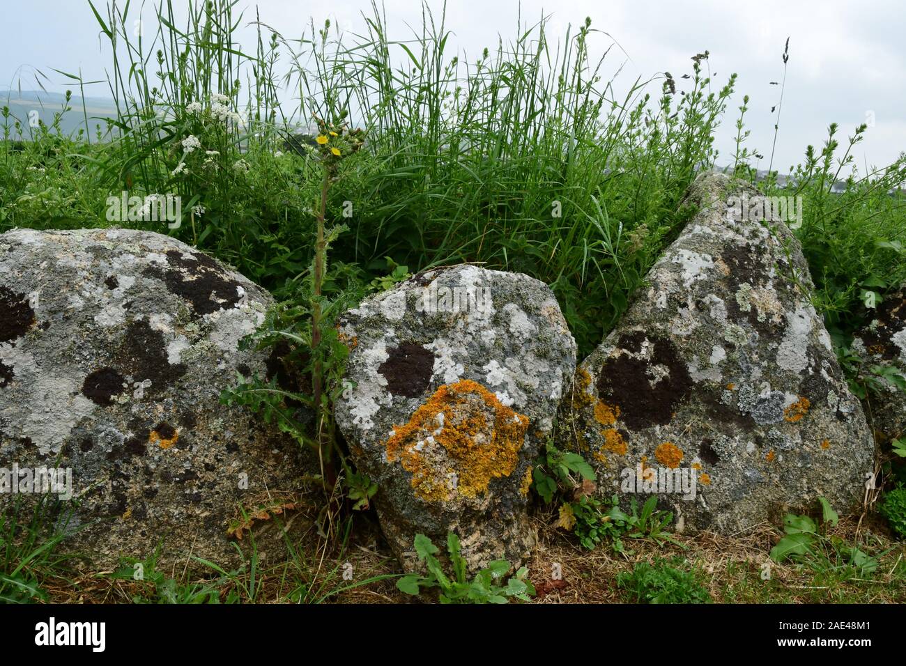 Große Granit Steine in Flechten verwendet eine Wand zwischen Feld und Fußweg in Cornwall zu bilden., UK Stockfoto