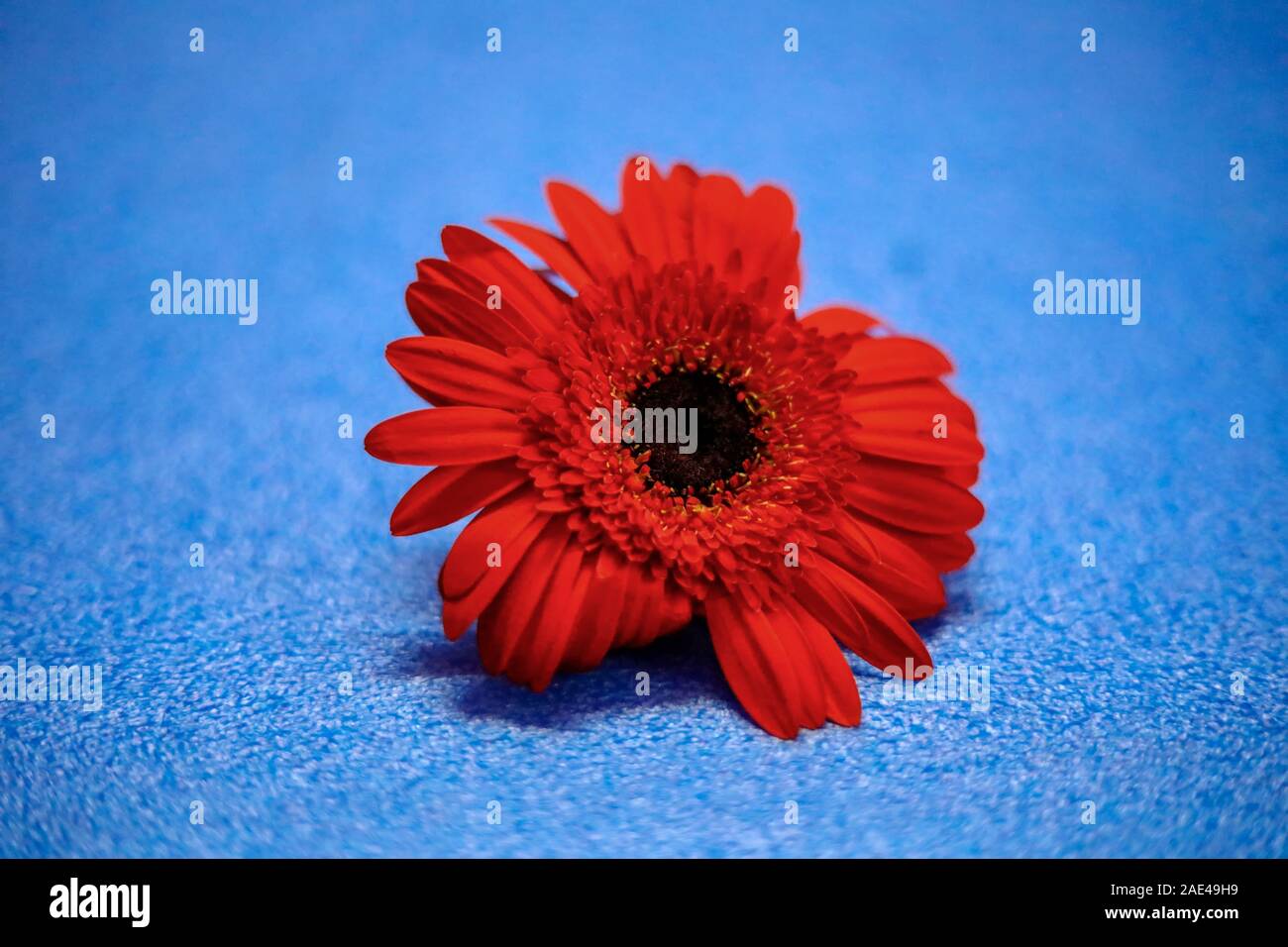 Dunkelrot Gerber Köpfe auf dem blauen Hintergrund Stockfoto