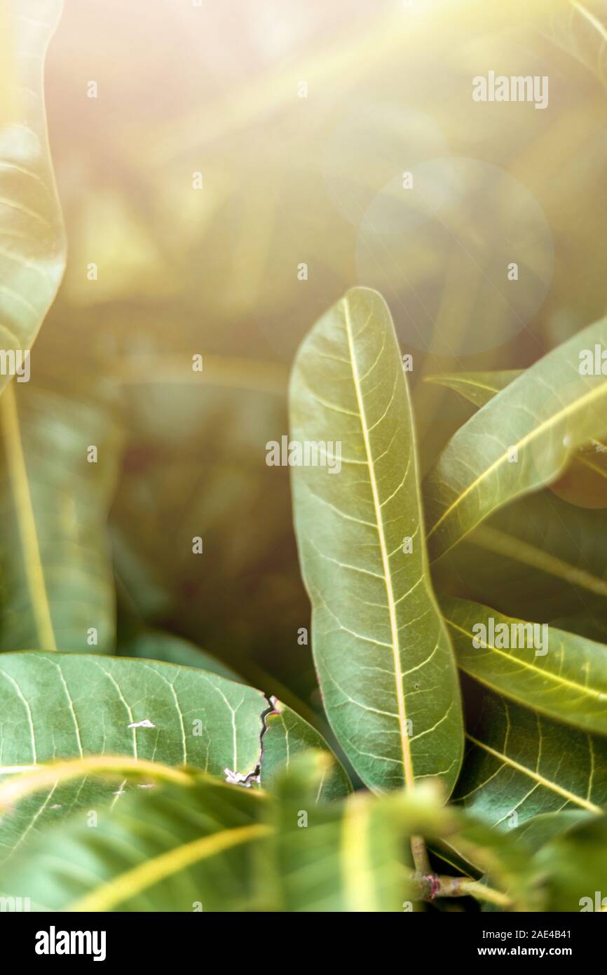 Schönen Sonnenlicht hinter einem Blatt von mango Stockfoto