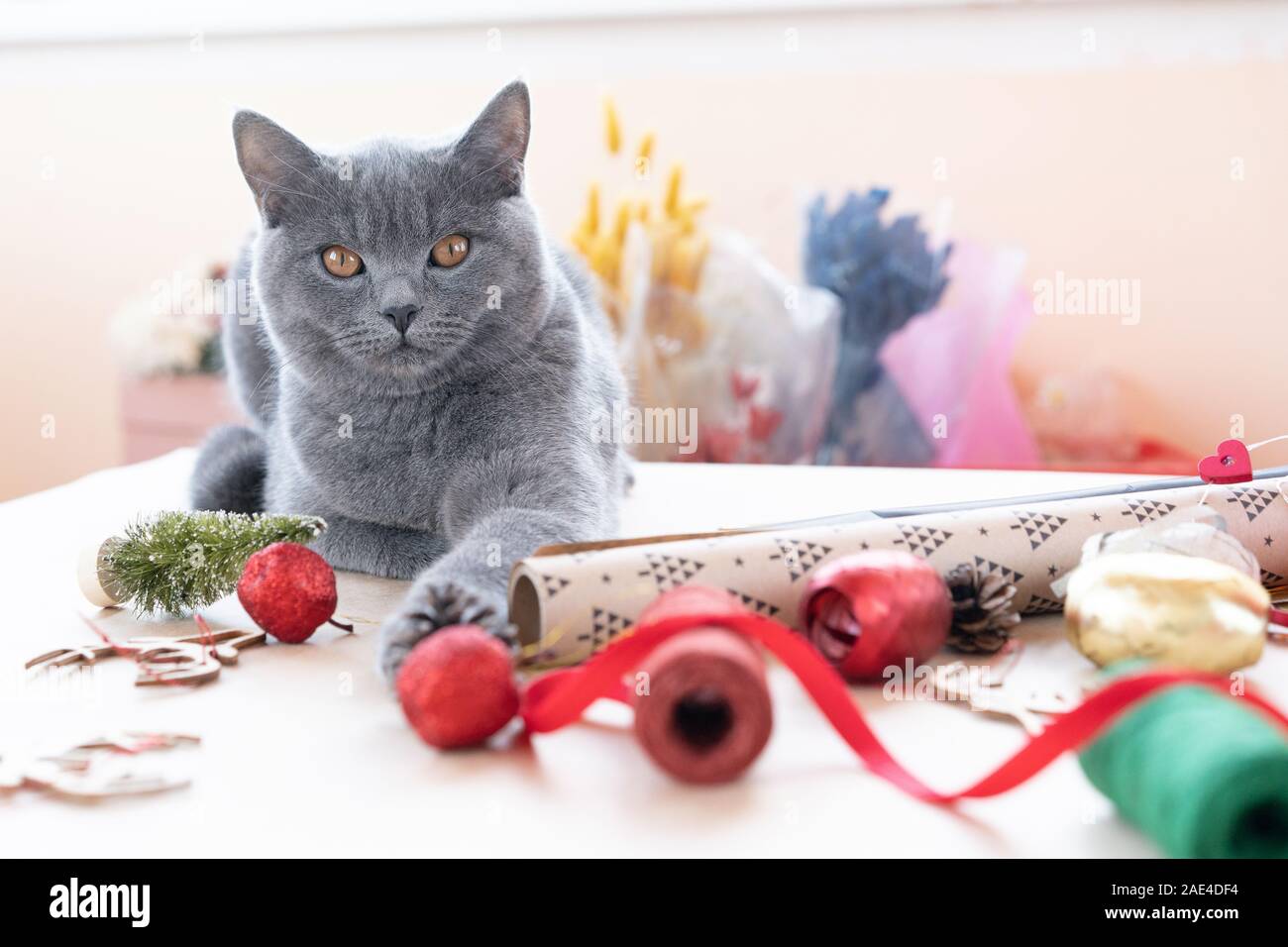 Porträt einer grauen britische Katze gerade eine Verpackung von Weihnachtsgeschenke Stockfoto