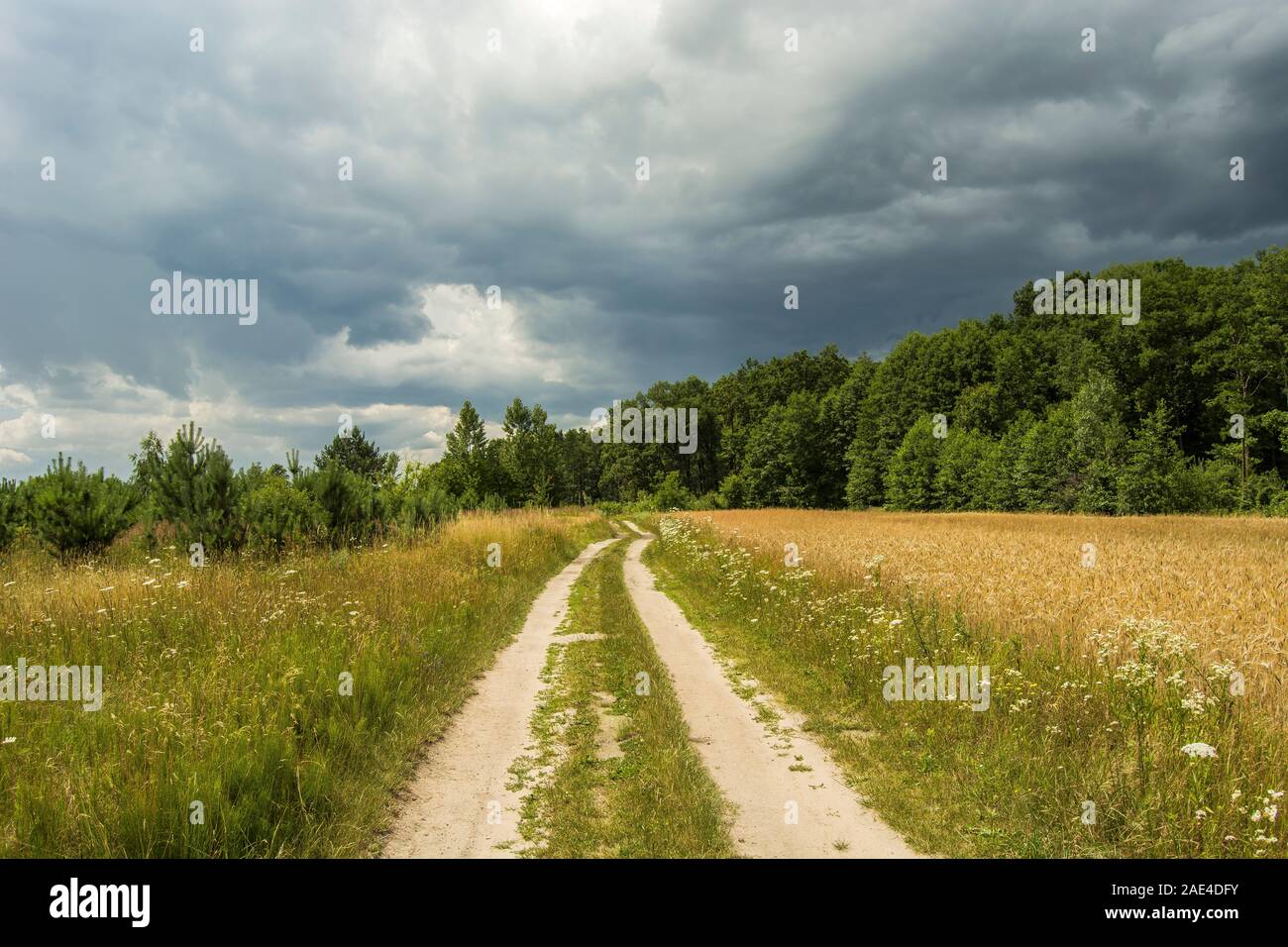 Country Road, grünen Bäumen und bewölkter Himmel Stockfoto