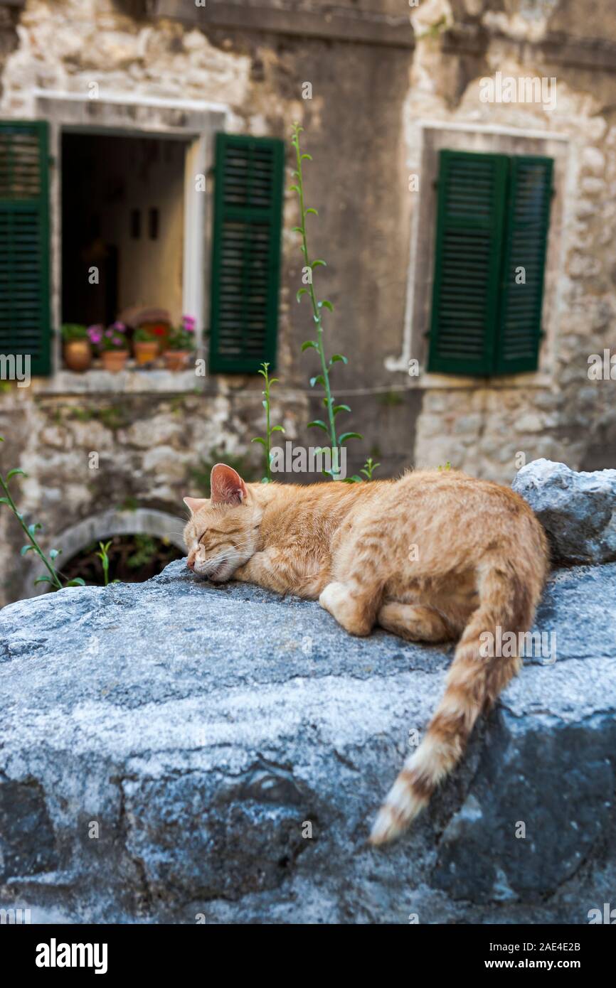 Ingwer Kater schläft, Zanatska ulica, Stari Grad, Kotor, Montenegro Stockfoto