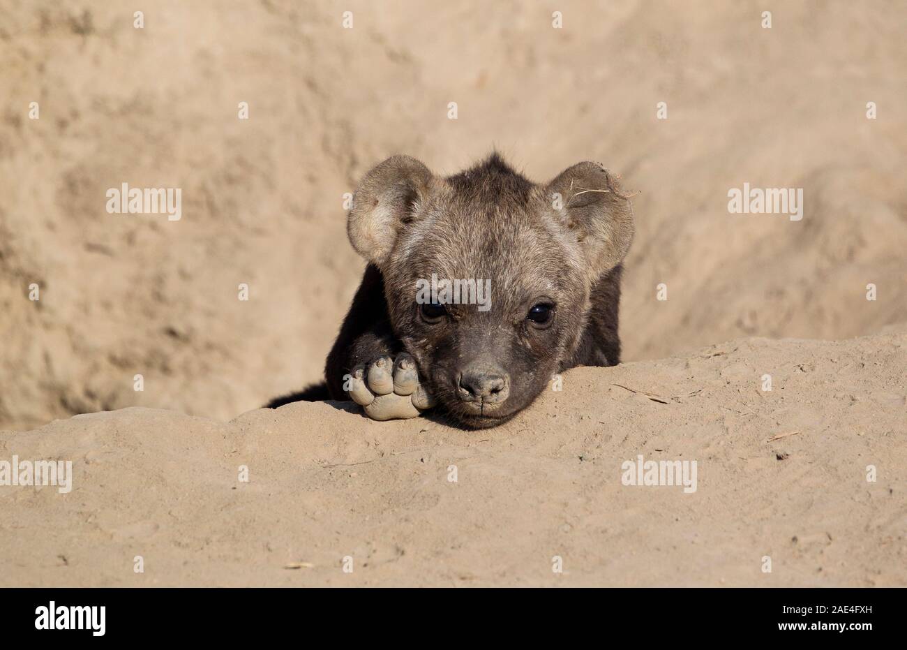 Hyäne Cub schaut heraus und Umfragen, seine Umgebung von seinem unterirdischen Höhle in der simbavati Game Reserve, Südafrika Stockfoto