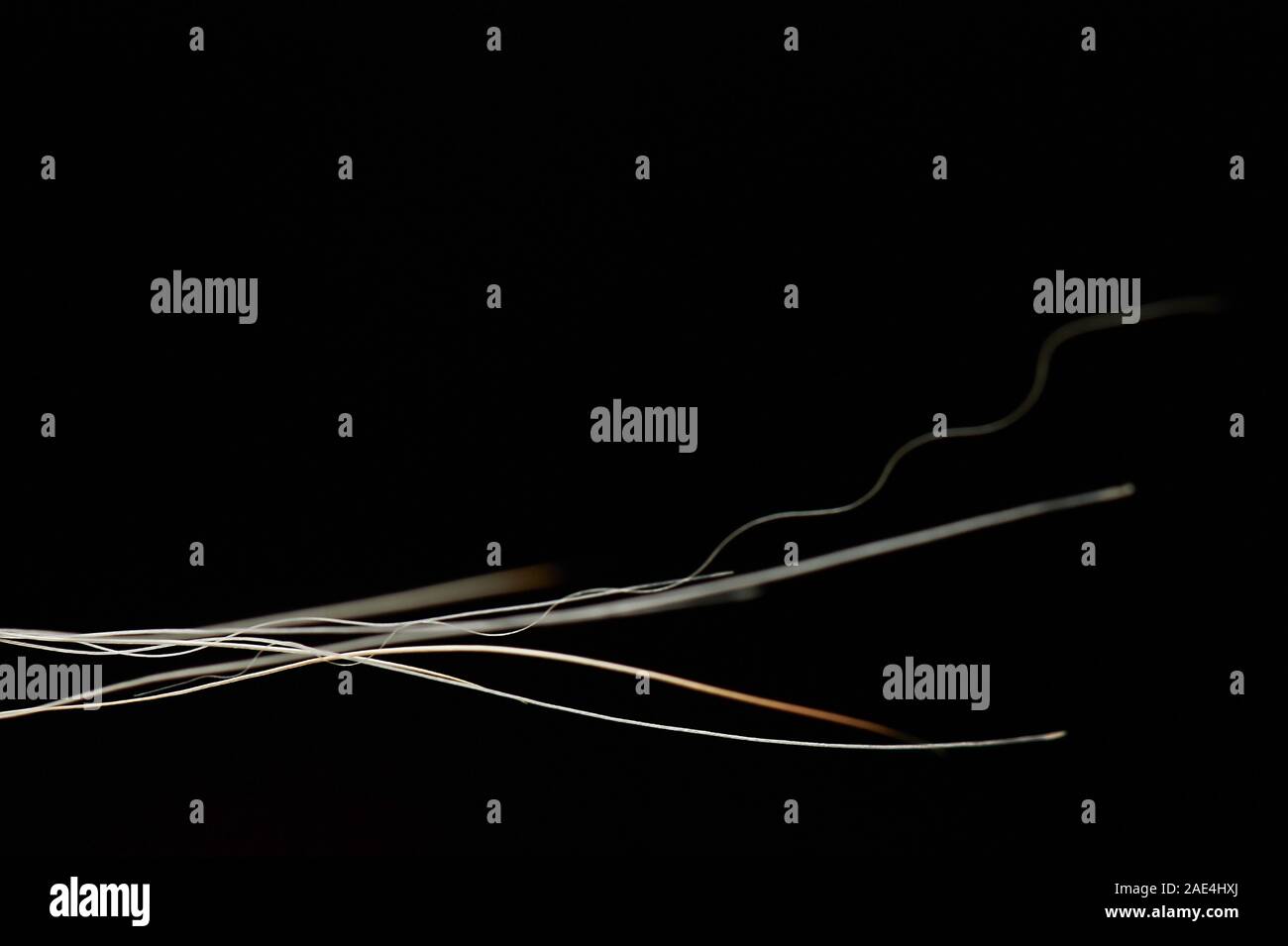 Makro der weißen Haar auf schwarzem Hintergrund Stockfoto