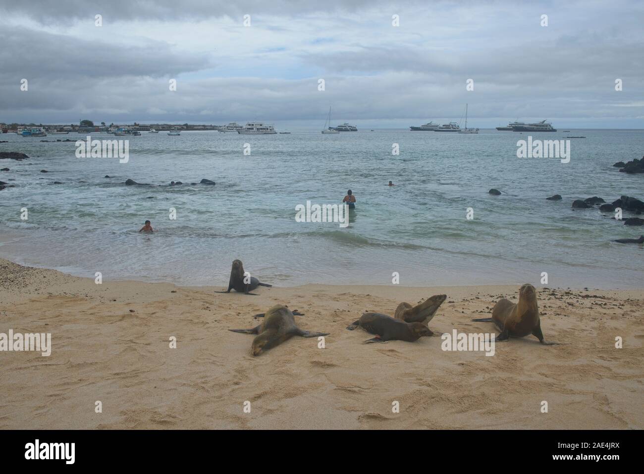 Schwimmen mit Seelöwen am Playa Mann, Isla San Cristobal, Galapagos, Ecuador Stockfoto