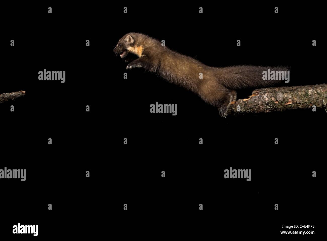 Baummarder, Schottland Stockfoto