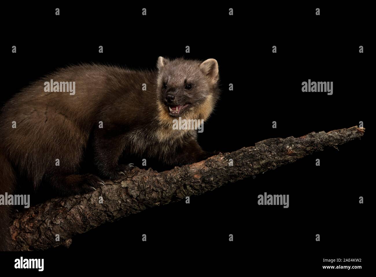 Baummarder, Schottland Stockfoto