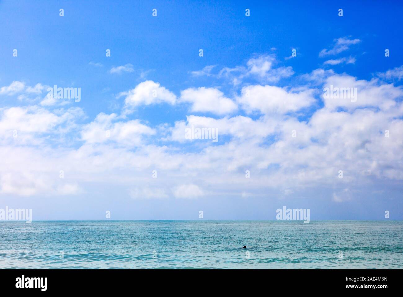 Wasser, blauer Himmel, Wolken und ein wenig Dolphin, Florida, USA Stockfoto