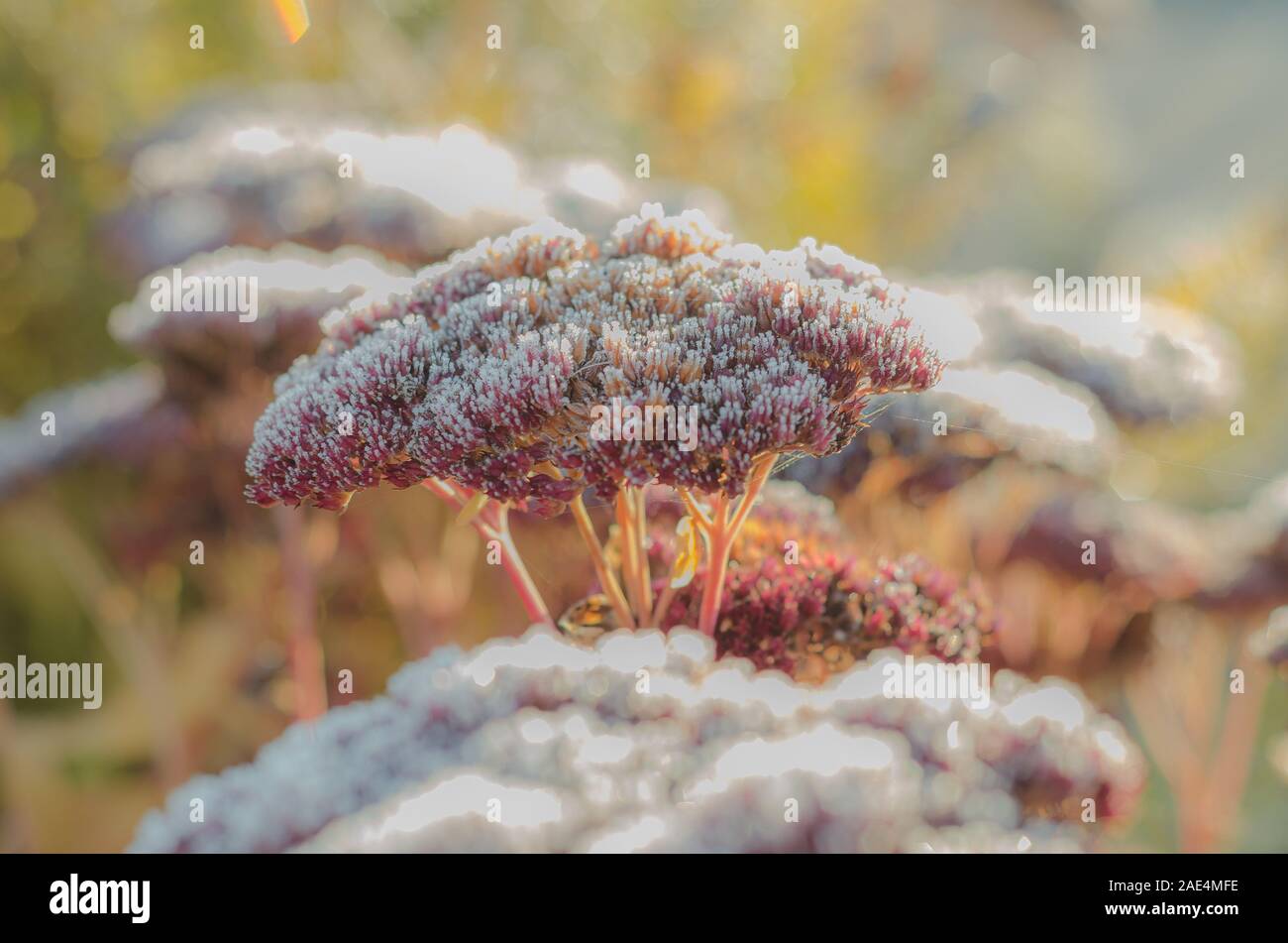 Frosted sedum Pflanzen im Winter Stockfoto