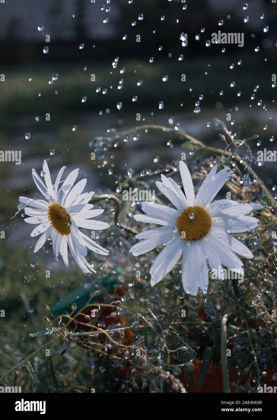 White Daisy Blumen unter Wasser tropfen Beleuchtung durch Sonnenstrahlen, die Bewässerung im Garten Stockfoto