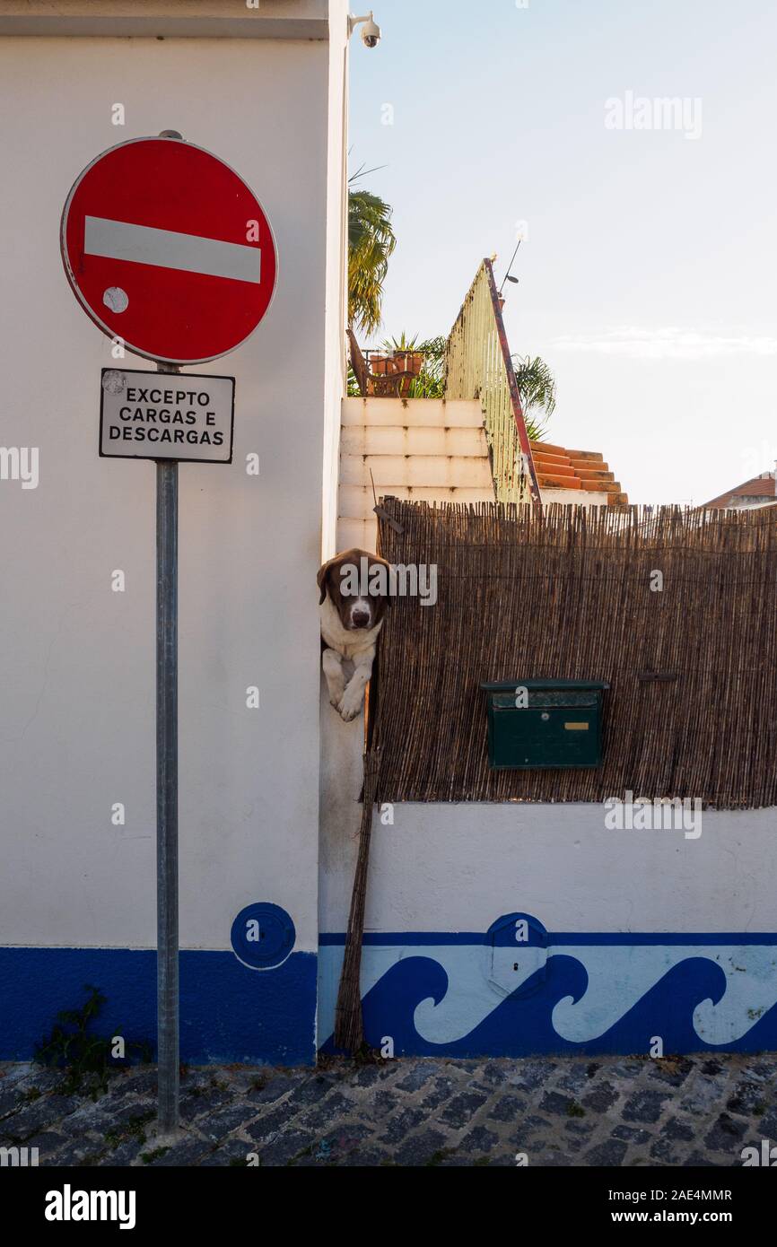 Watchdog über eine Mauer in der Nähe von einem Parkplatz Zone und ein Briefkasten hängen, Portugal Stockfoto