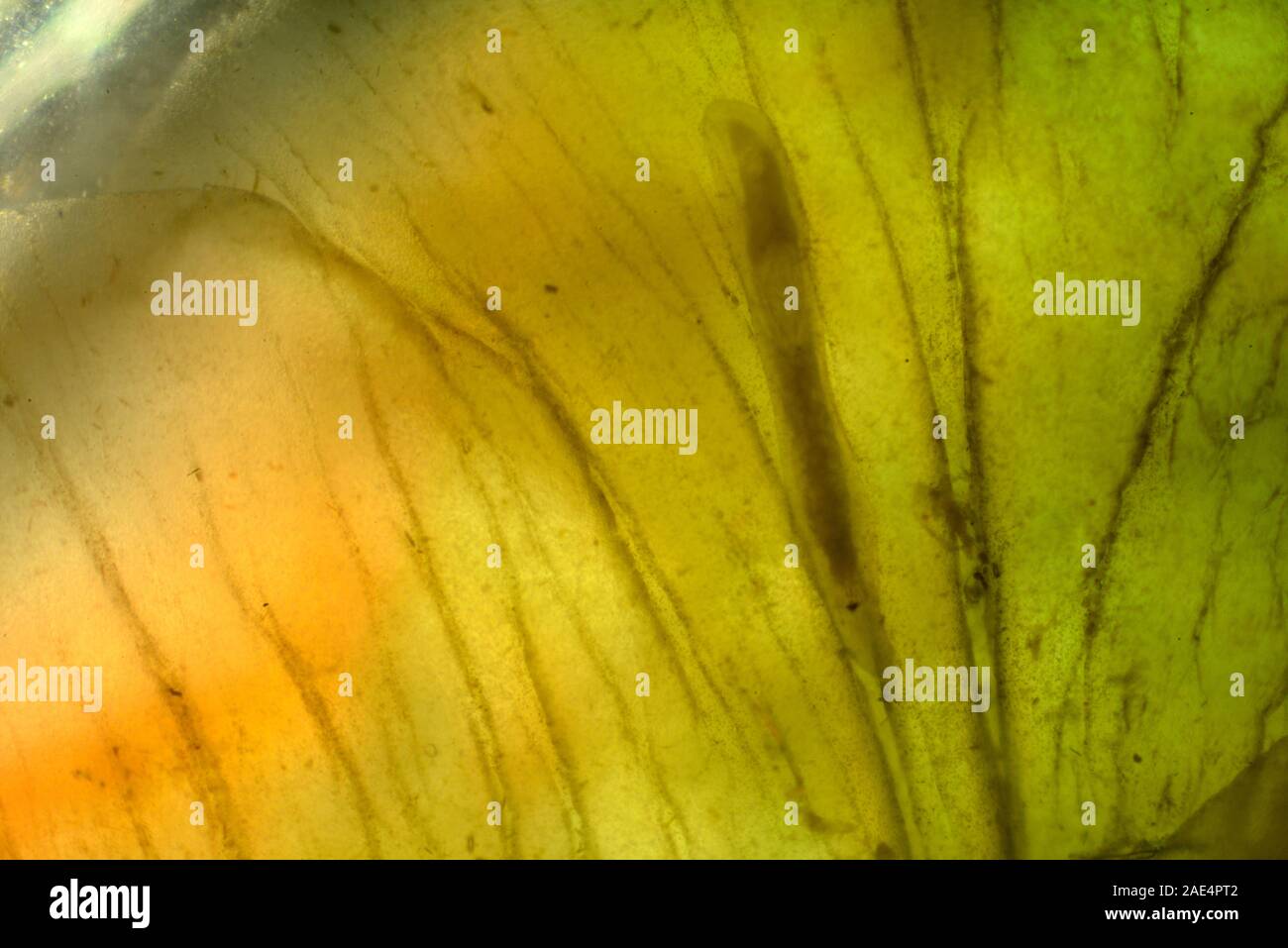 Ascidiacea (gemeinhin als die seescheiden oder Seescheiden bekannt) ist eine Paraphyletisch Klasse in der subphylum Tunicata sac - wie marine wirbellose Filter Stockfoto