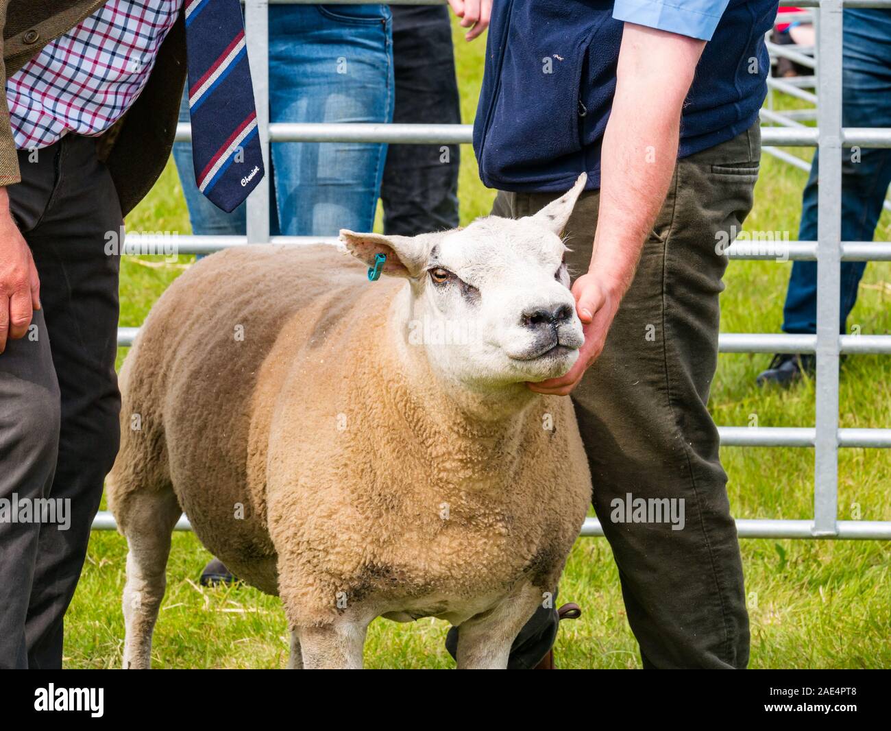 Schafe urteilen, Haddington Landwirtschaft zeigen, East Lothian, Schottland, Großbritannien Stockfoto