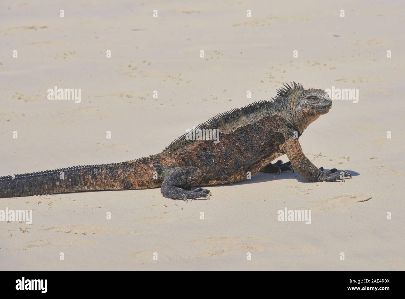 Marine iguana (Amblyrhynchus cristatus), Tortuga Bay, Isla Santa Cruz, Galapagos, Ecuador Stockfoto