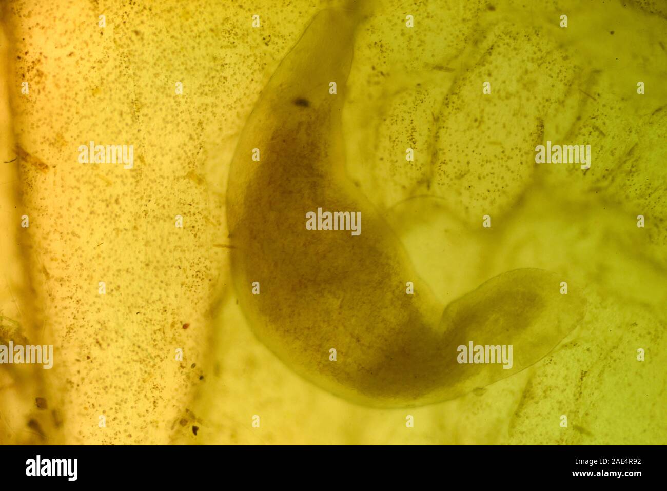 Ascidiacea (gemeinhin als die seescheiden oder Seescheiden bekannt) ist eine Paraphyletisch Klasse in der subphylum Tunicata sac - wie marine wirbellose Filter Stockfoto