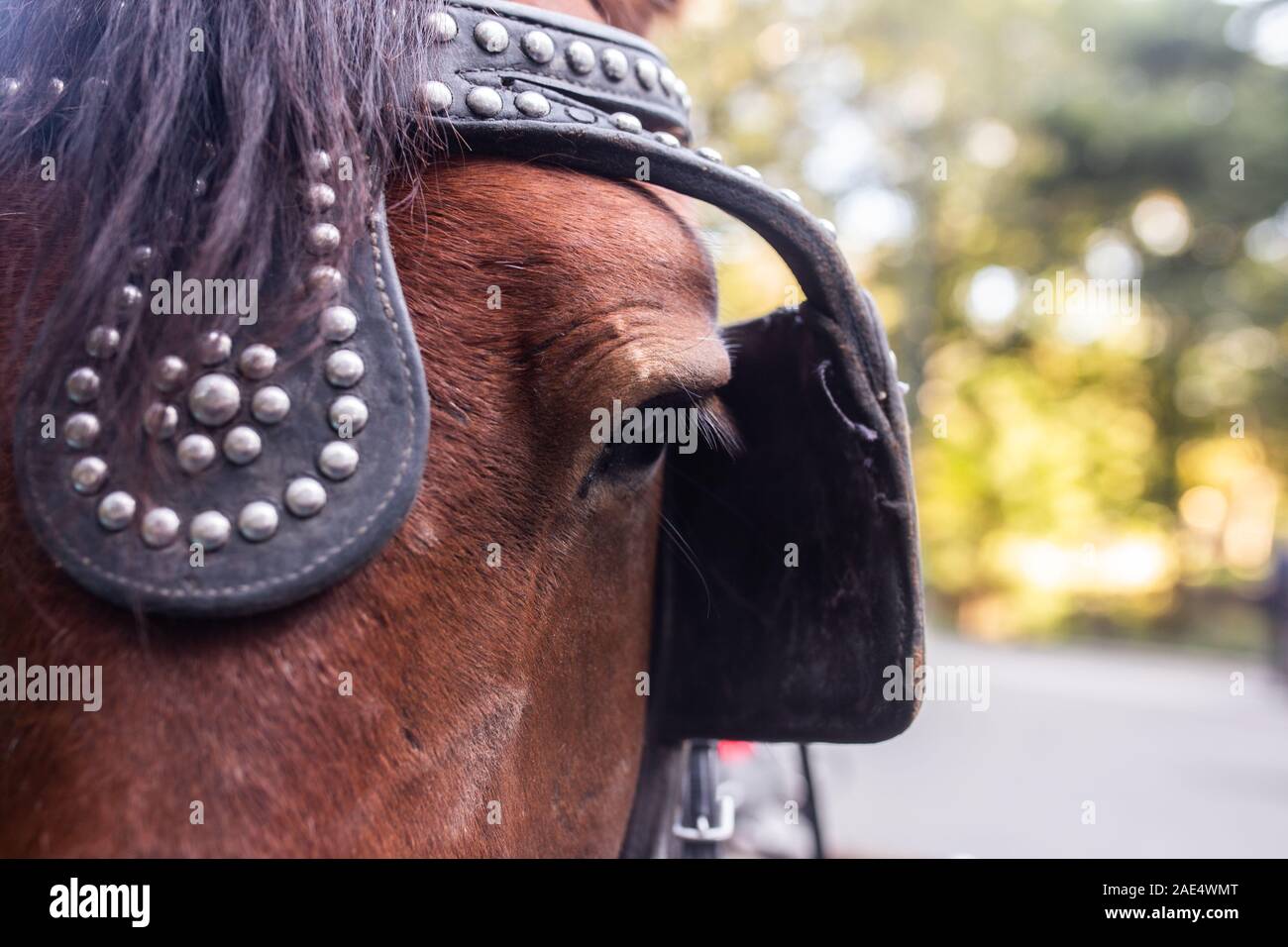 In der Nähe der Horse Eye tragen Beförderung tack Stockfoto