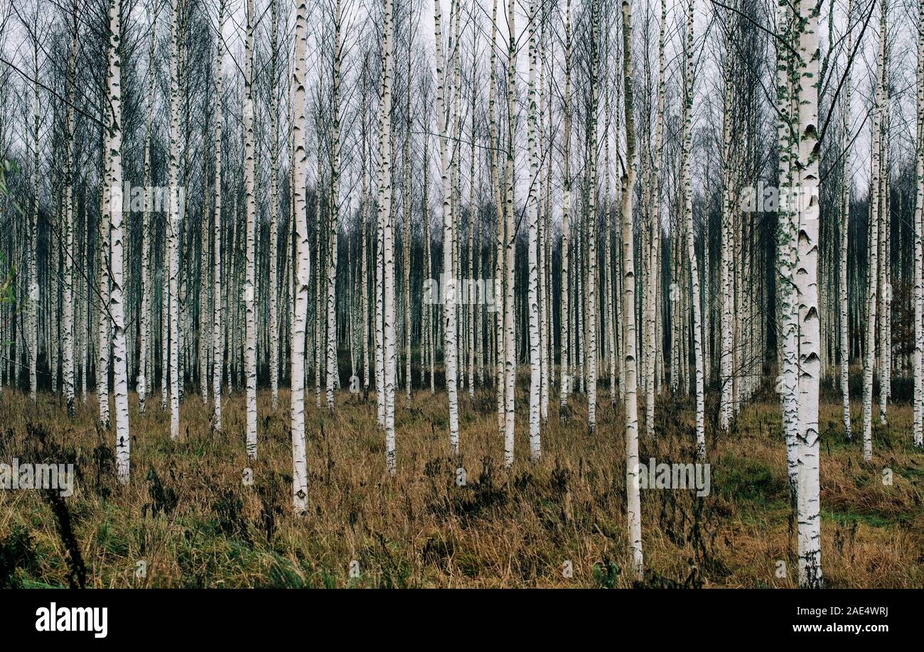 Wald von Silber Birken in Schweden im Winter Stockfoto
