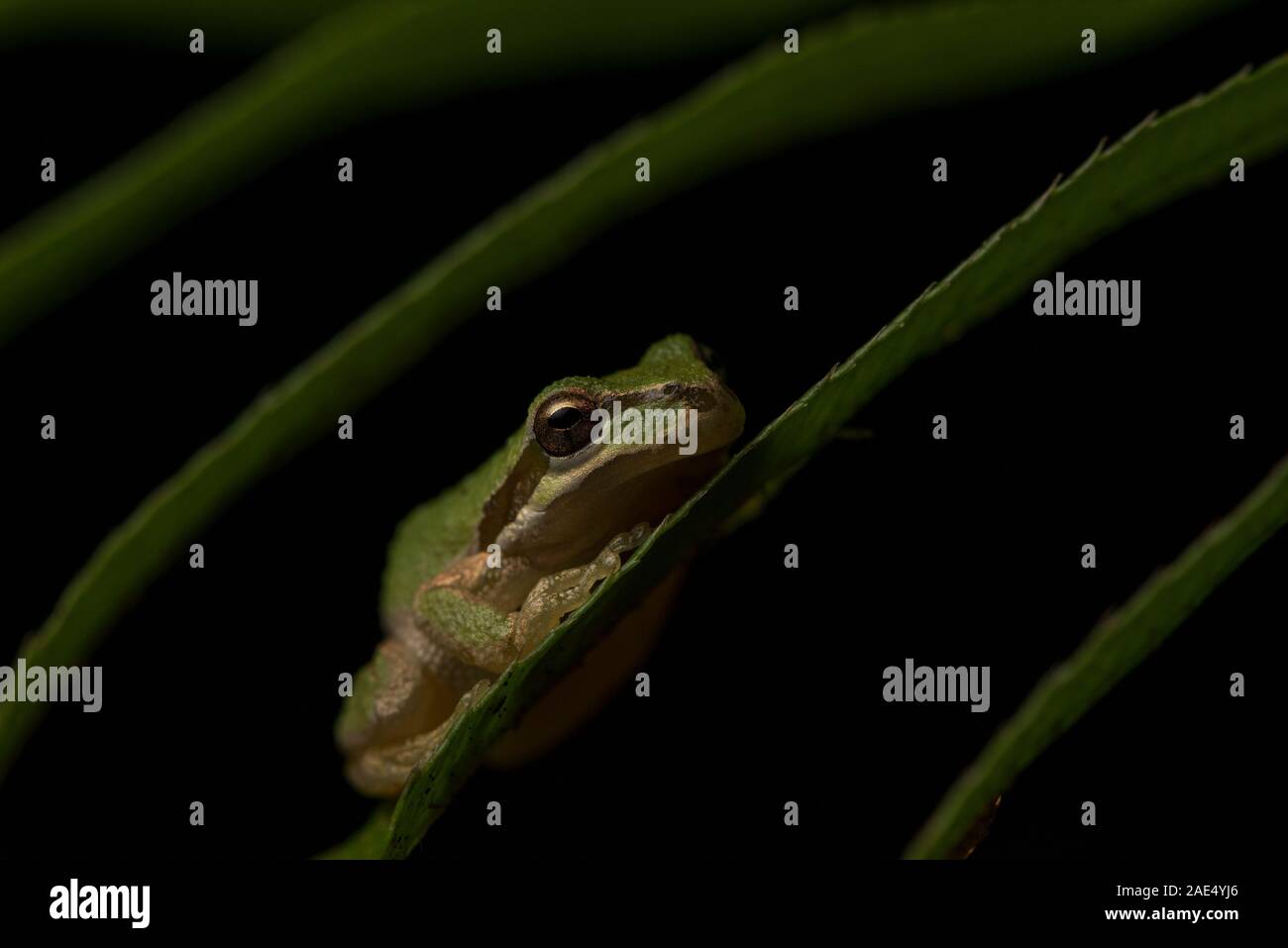 Sierra Laubfrosch (Pseudacris Sierra) von Point Reyes National Seashore in Kalifornien. Eine der häufigsten Amphibienarten an der Westküste. Stockfoto