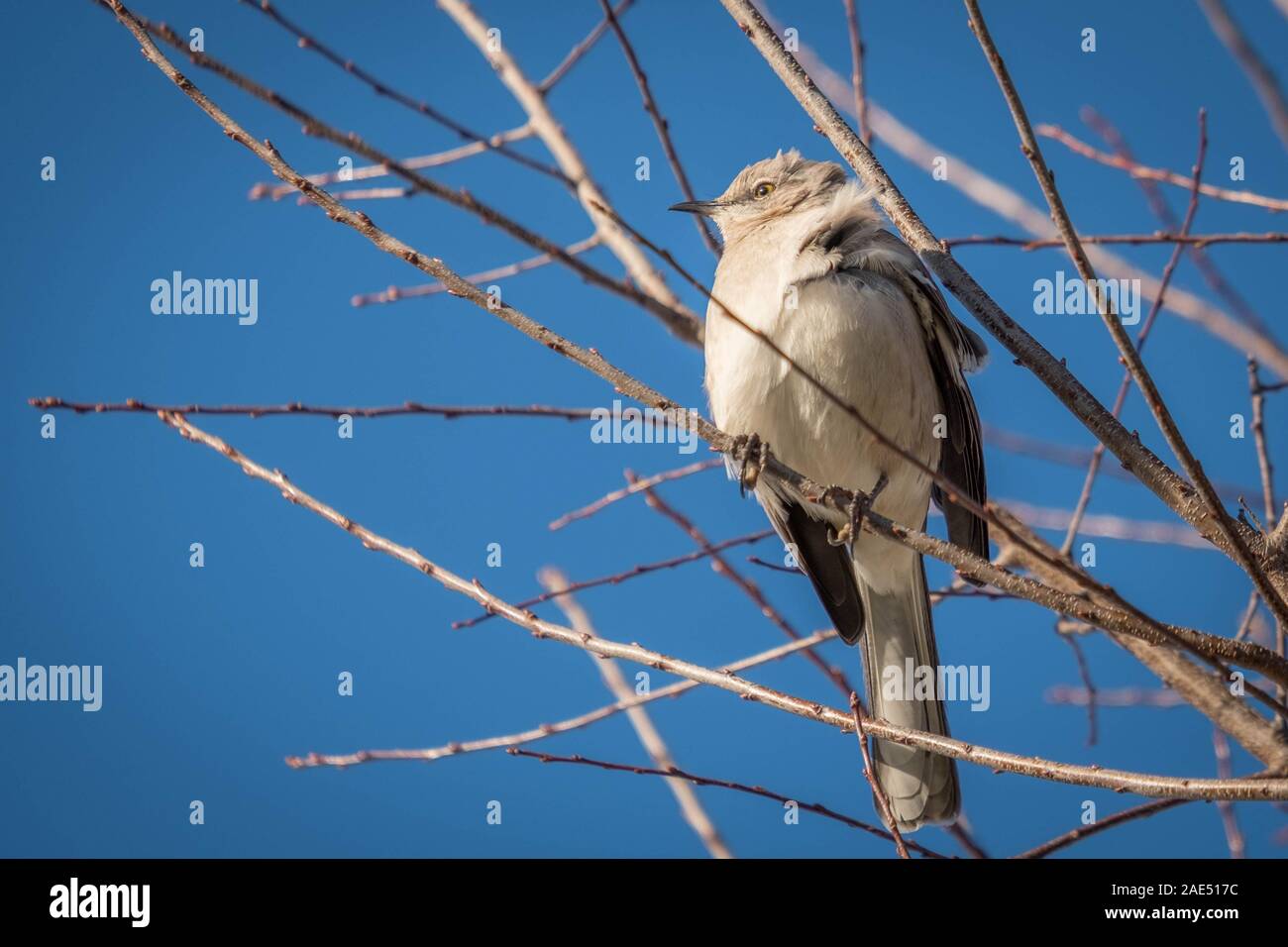 Eine nördliche Mockingbird mit Zerzausten Federn thront auf einem Glied an einem breezy Tag in Raleigh, North Carolina. Stockfoto