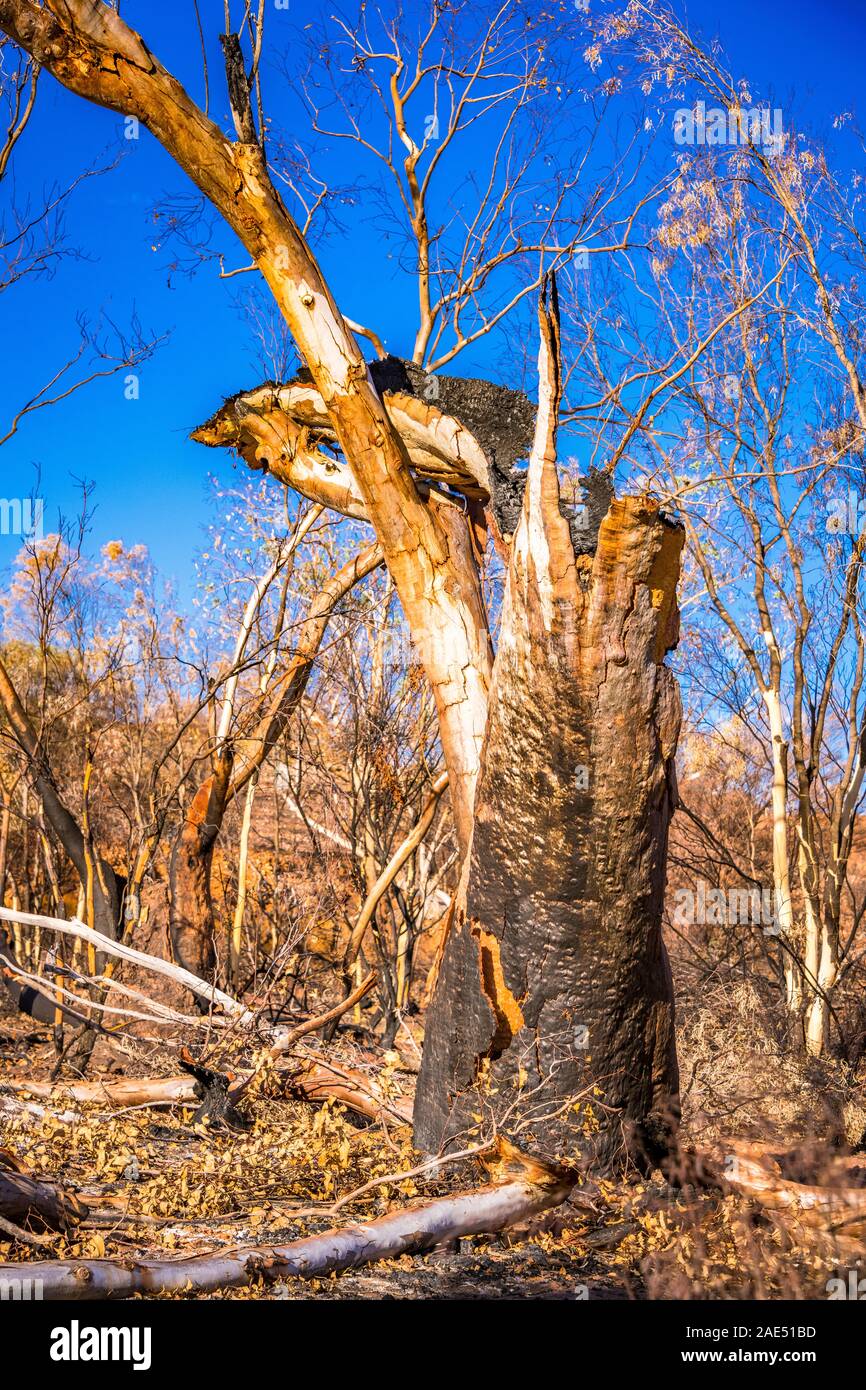 Die Nachwirkungen der Buschfeuer vom 2019. Januar in den West MacDonnell Ranges und der Beginn des Nachwettes der gekrochten Erde. Stockfoto