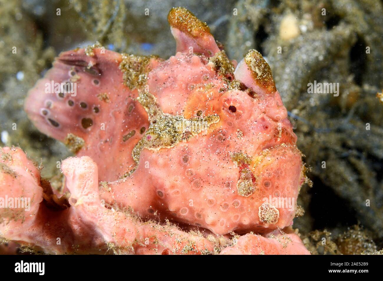 Warzen Anglerfisch, Antennarius maculatus, Padang Bai, Bali, Indonesien. Der anglerfisch ist ein Meister der Tarnung. Verlegung in warten, bewegungslos, für Stunden an einem t Stockfoto