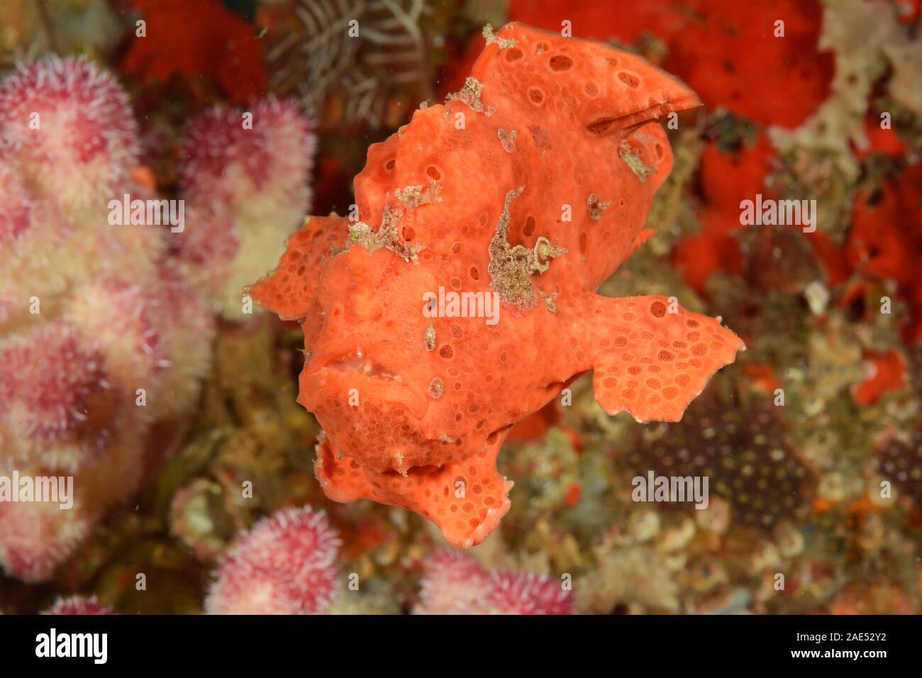 Warzen Anglerfisch, Antennarius maculatus, Padang Bai, Bali, Indonesien. Der anglerfisch ist ein Meister der Tarnung. Verlegung in warten, bewegungslos, für Stunden an einem t Stockfoto