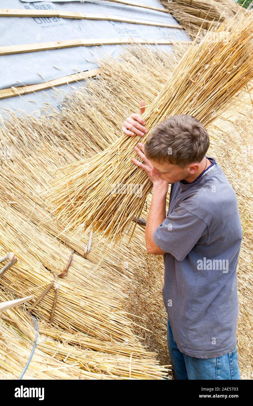 Eine alte Scheune wieder strohgedeckten im Dorset Dorf Symondsbury, Dorset UK, mit Weizen. Thatch ist die ultimative grün Dachmaterial. Es ist Renewa Stockfoto