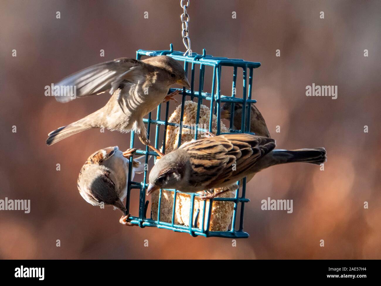 Feeding Frenzy Stockfoto