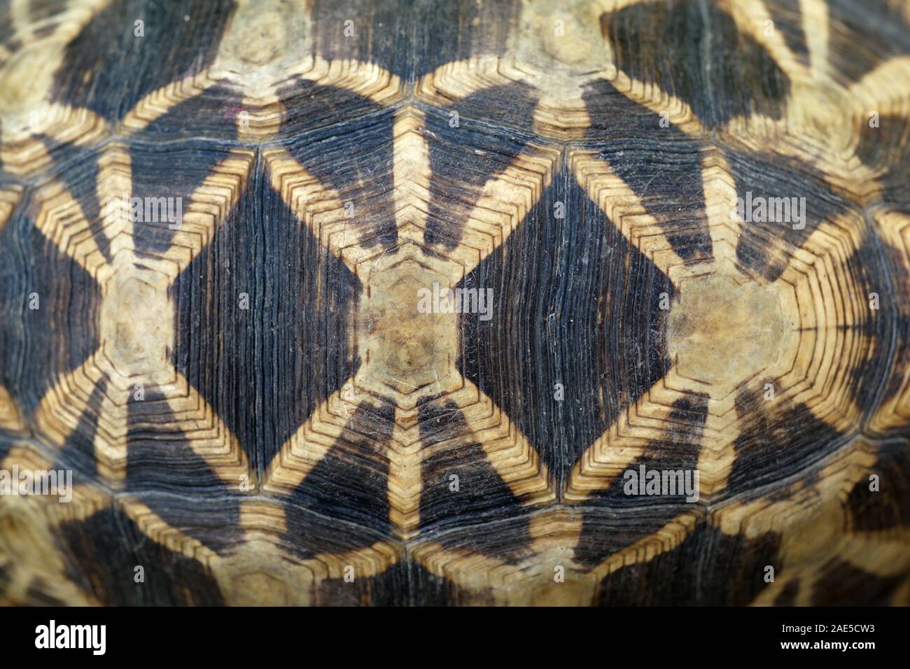 ein Schildpatt als Hintergrund oder Textur Stockfoto