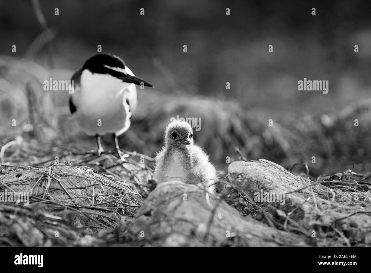 Gezügelte tern und Küken auf dem Boden unter trockenem Gras und Felsen auf Lady Elliot Island, Queensland, Australien Stockfoto