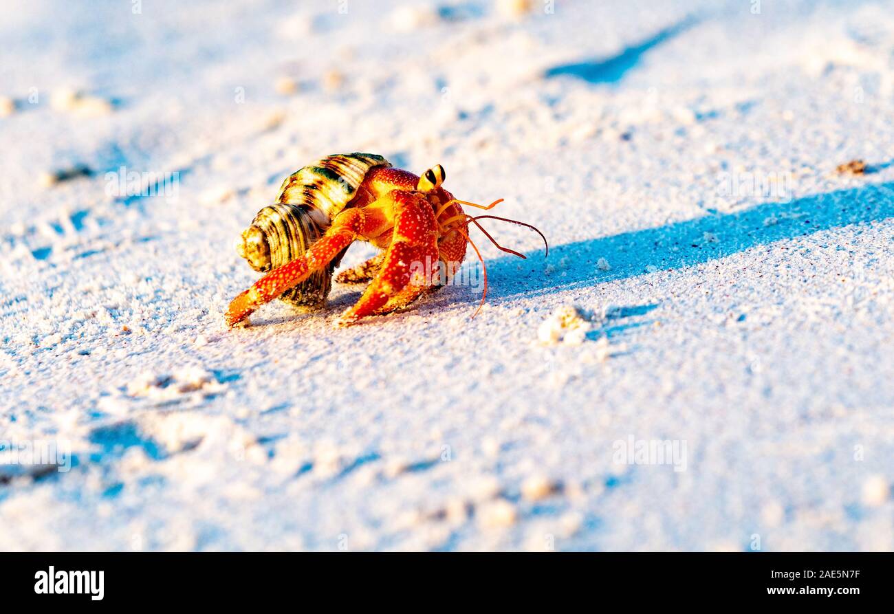 Erdbeere Einsiedlerkrebs ihre schützende Schale home Strand entlang. Stockfoto