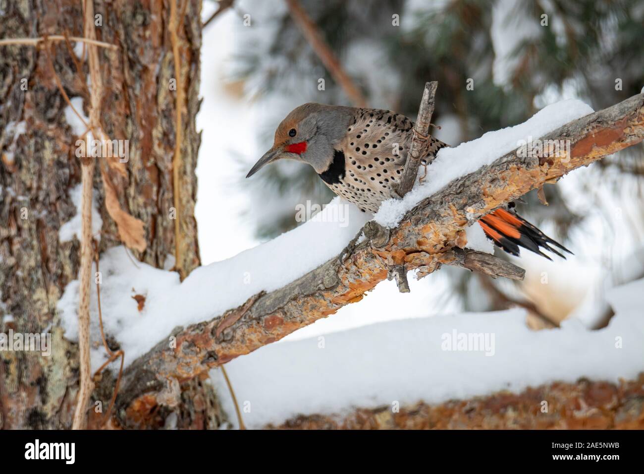 Northern Flicker (Colaptes auratus) ruht auf Niederlassung im frühen Winter Colorado, USA Stockfoto