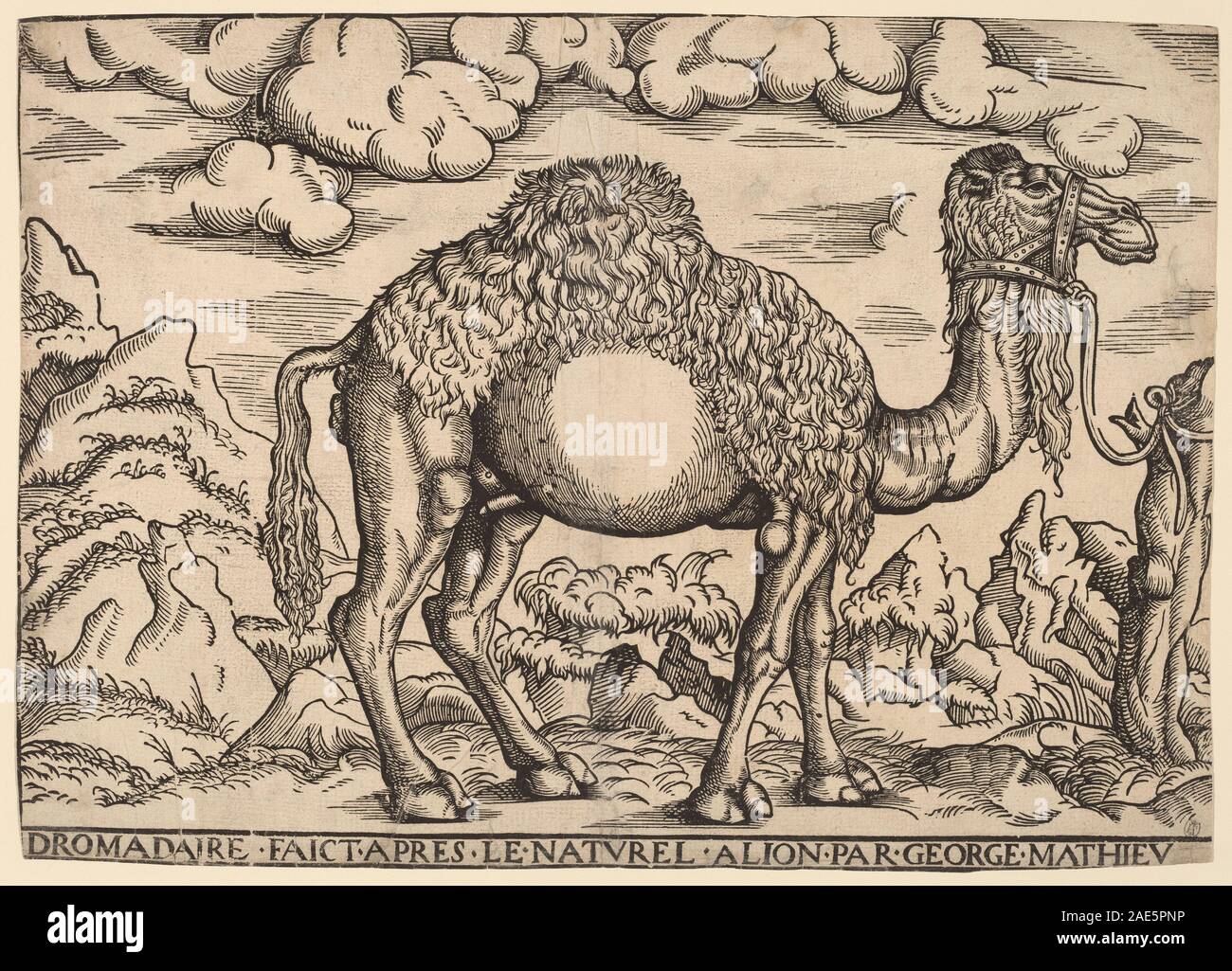 Georg Mattheus’ Gemälde Ein Dromedar, entstanden zwischen 1551 und 1572, zeigt ein einbuckeliges Kamel im Profil. Die Arbeit konzentriert sich auf Tieranatomie, Proportionen und frühmoderne europäische Darstellung exotischer Fauna. Stockfoto