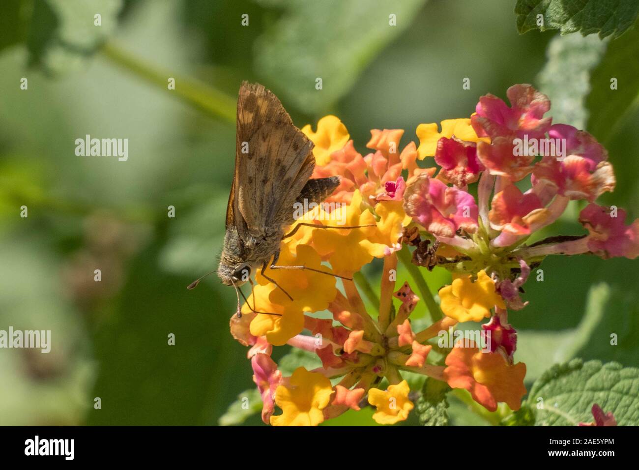 Eine feurige Skipper ist trinken Nektar aus der Mühle lantanas an Yates County Park in Raleigh, North Carolina. Stockfoto