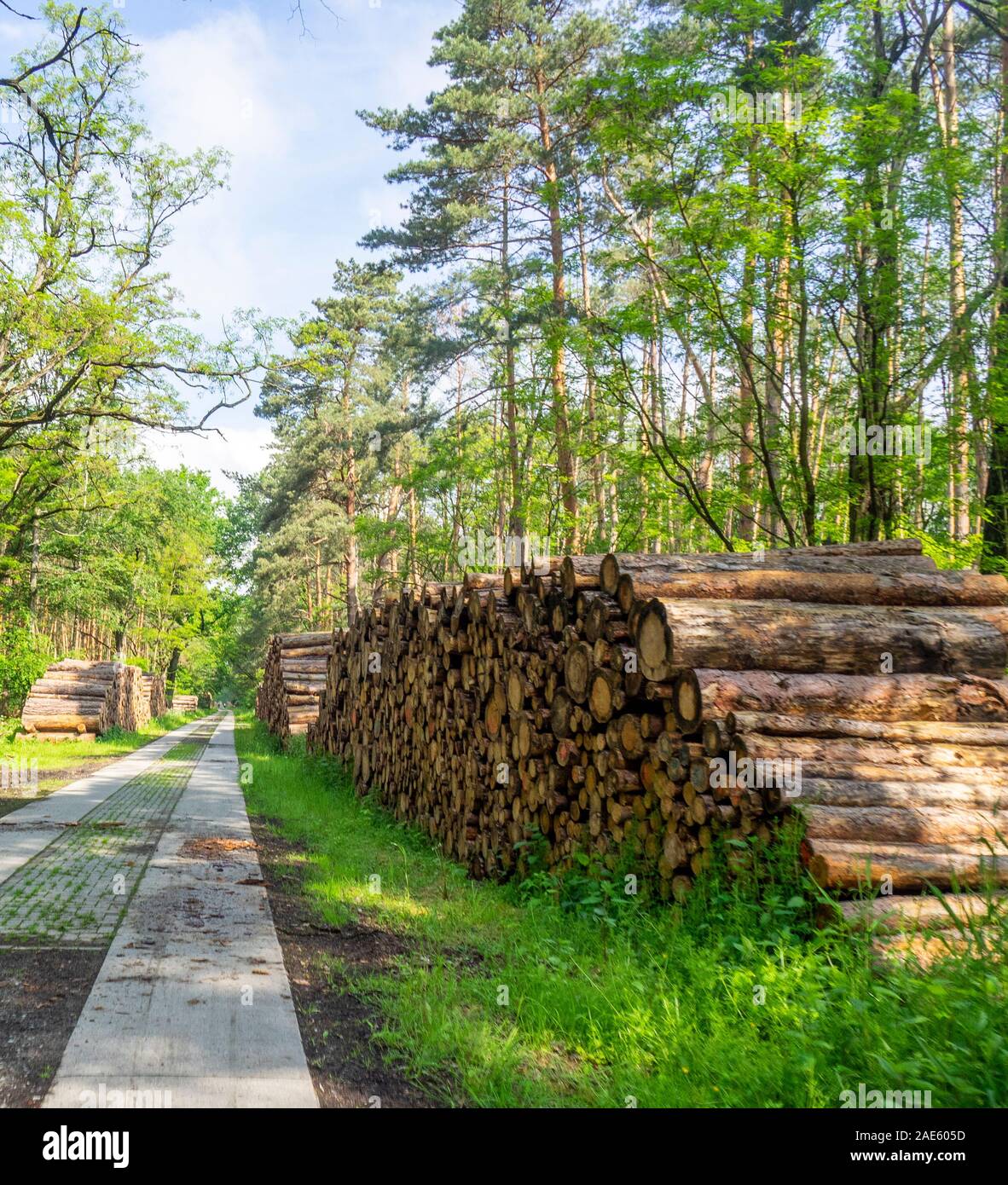 Holzwirtschaft stapelte Holzstämme neben der Straße Badetzer Weg im Steckby-Lödderitzer Wald Sachsen-Anhalt Deutschland. Stockfoto
