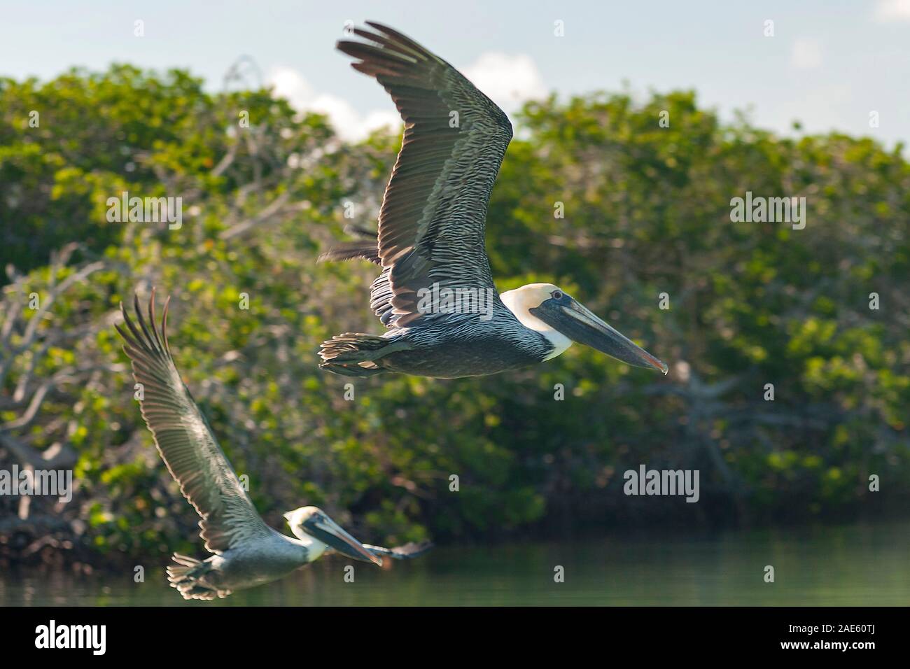 Pelikane in Bahia Hondita in der Halbinsel Guajira im Norden von Kolumbien. Stockfoto