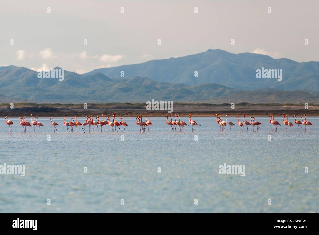 Flamingos in Bahia Hondita in der Halbinsel Guajira im Norden von Kolumbien. Stockfoto